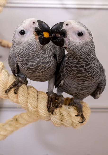 PSITTACUS OMEGA 800 GRAMOS