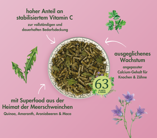 SUEÑO BÁSICO COBAYA JOVEN