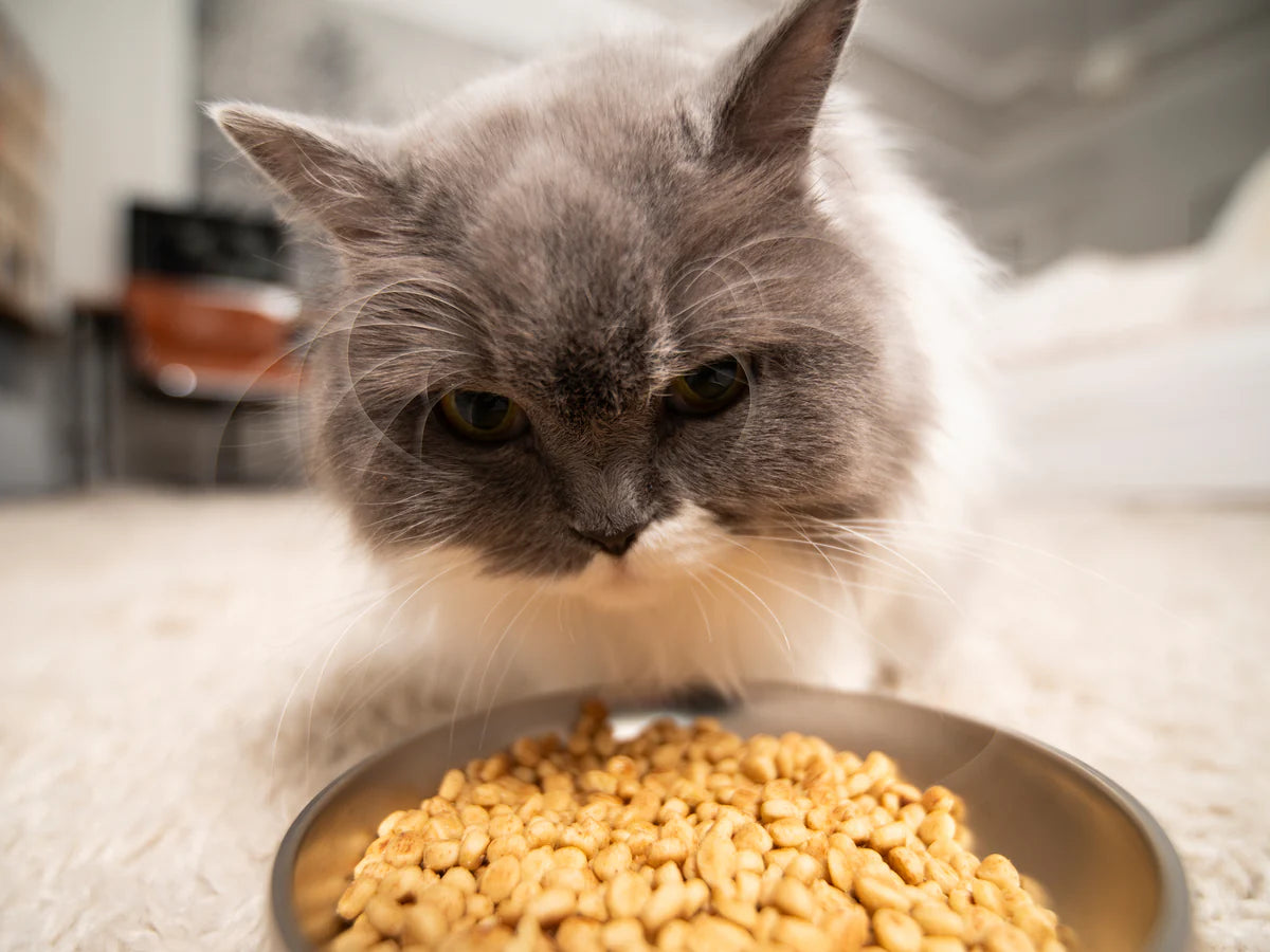 COMEDERO INTELIGENTE