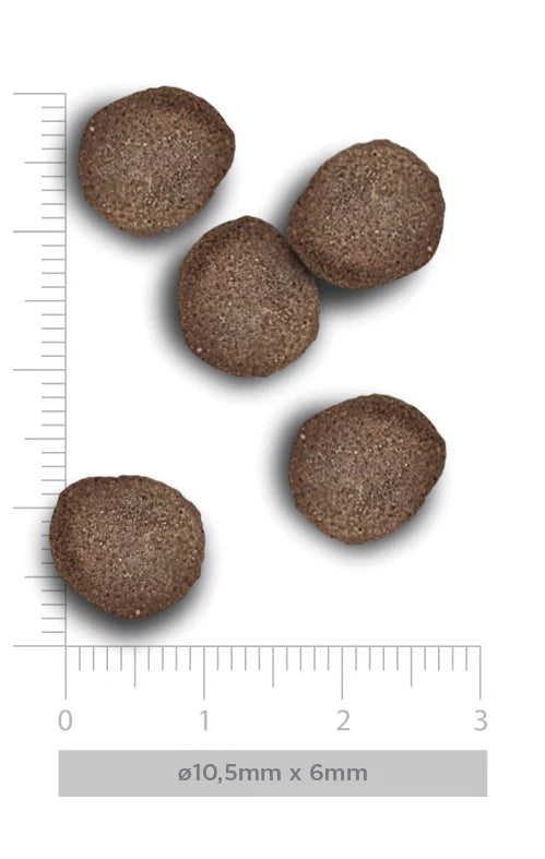 WILD MOUNTAIN STERILIZED CAT