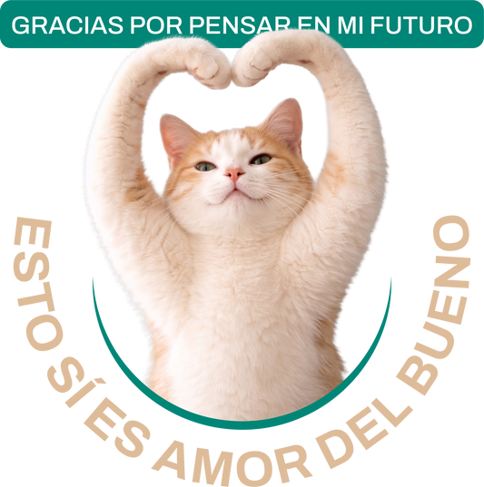 MADRIVETPLAN4MESES