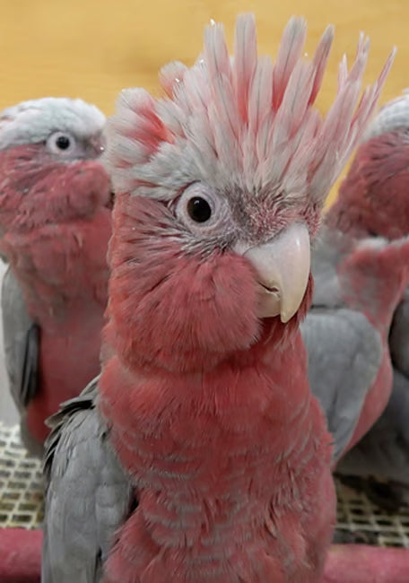 PSITTACUS MINI