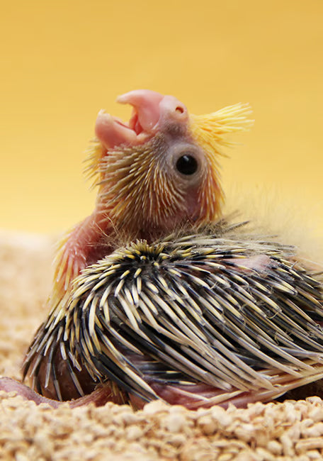 PSITTACUS PAPILLA MINI