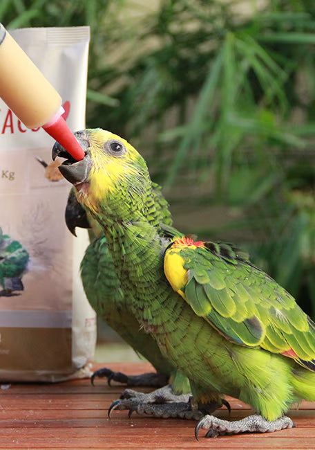PSITTACUS PAPILLA ALTA PROTEÍNA