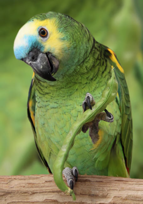 PSITTACUS ALTA PROTEÍNA