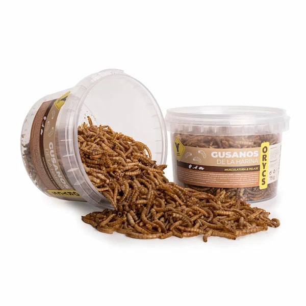 GUSANOS DE LA HARINA